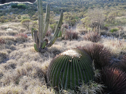 taxadho Botanical Garden - Thumbnail