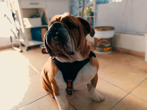 Hospital Veterinario de Especialidades + ZooCliniK - Thumbnail