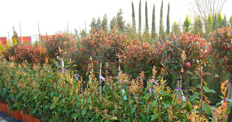 Градински център "Компас-Флора"