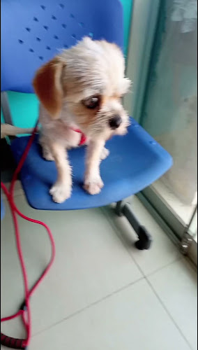 Opinii despre Clínica Veterinaria Canevet în Villa EL Salvador - Veterinario