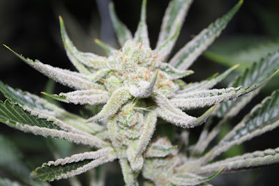 Photo of High Plainz Strains Dispensary - Garden City