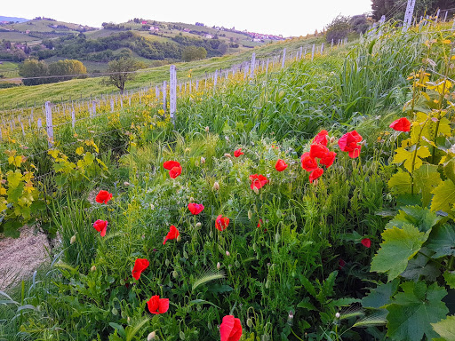 VIV Winery - Thumbnail