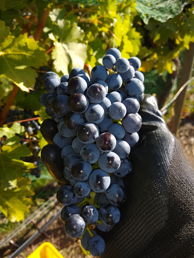 Cheval Cellars - Visual