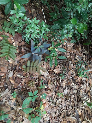CanaryCalamity - Visual