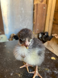 Photo n°18 de Poules and Coqs à Draguignan (Élevage de volailles)