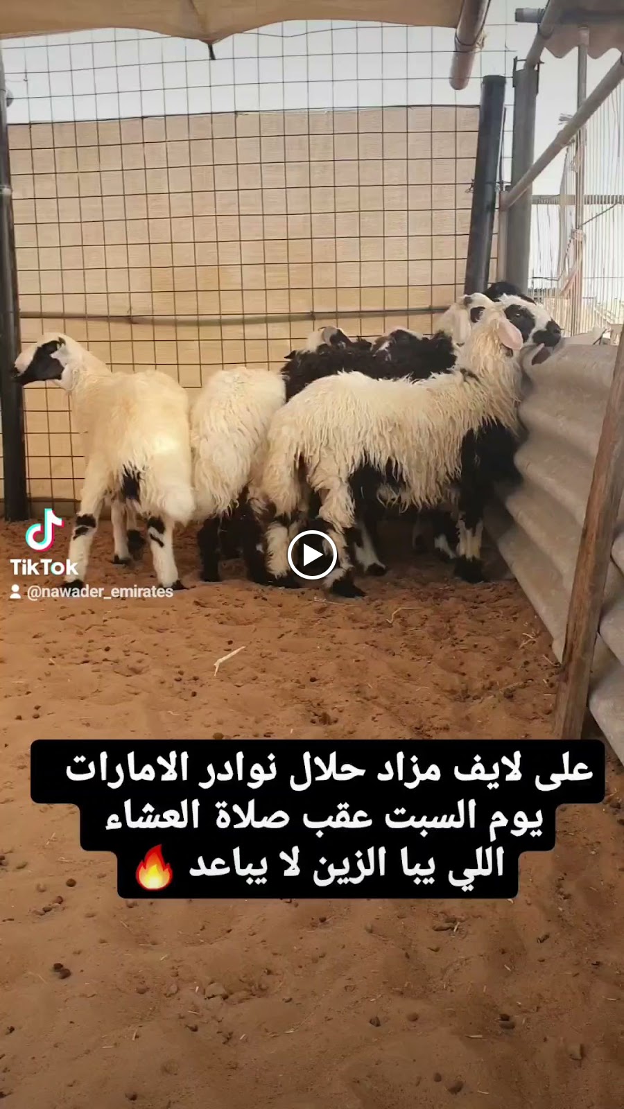 عزبة نوادر الامارات للدواجن - صورة 3