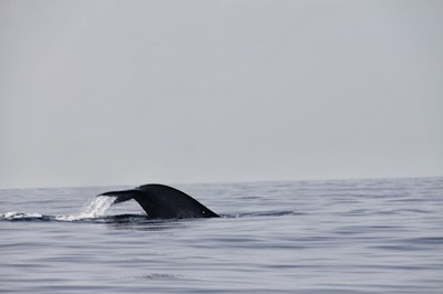 Photos of WhalesLanka
