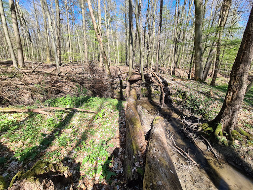 Cappenberger Wald - Thumbnail