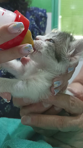 Teléfono de Clinica Veterinaria El Valle