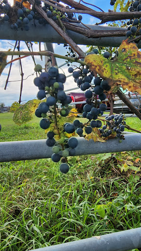 Paradise Pointe Orchard - Thumbnail