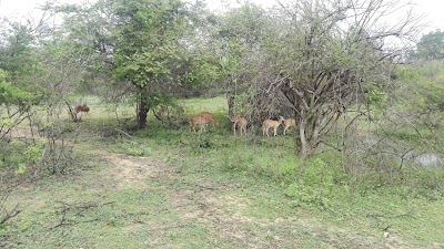 Photos of Modara Gala Rock (Yala NP)