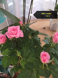Photo n°34 de Eclat de Rose à Saint-Savournin (Fleuriste)