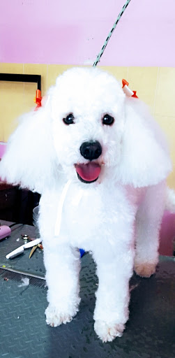 Estetica canina glamour salón canino" - Thumbnail