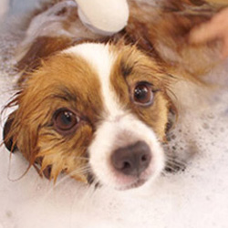 ペッツワン 昭島店