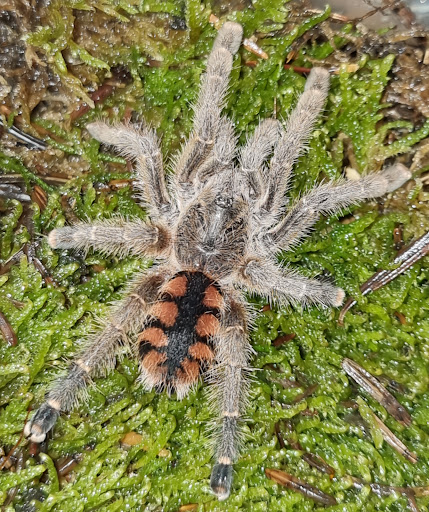 Spider Maniacs - Thumbnail