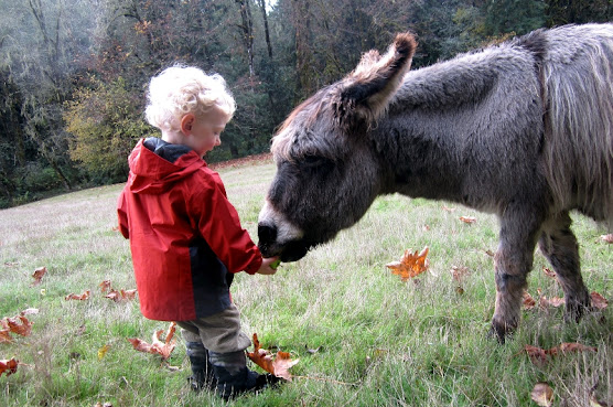 Leaping Lamb Farm by null