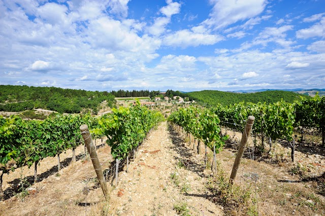 Querceto di Castellina farm