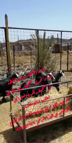 ملحمة زهرة العوالي للحوم الطازجة - ملحمة
