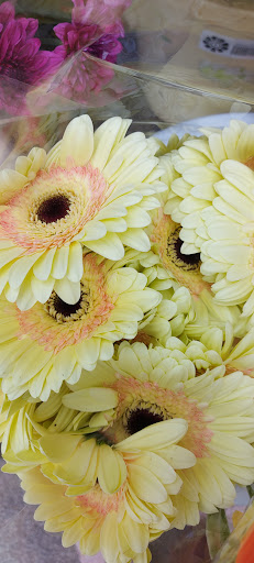 Flores alfonmar - Thumbnail