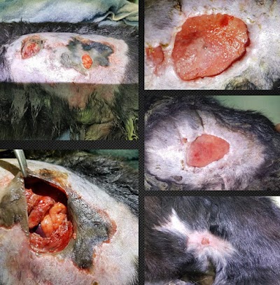 Photos of Cl&iacute;nica Veterinaria Salud Animal
