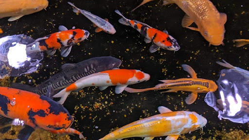 Uyeda Koi - Thumbnail