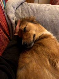 Photo n°6 de L'échappée Bêtes - Garde cocooning pour chiens et chats à Oberschaeffolsheim (Service de taxi)