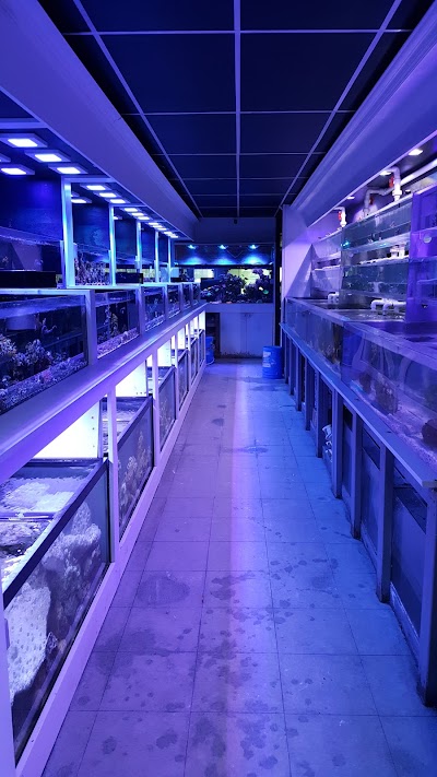 Sho Tank Aquariums