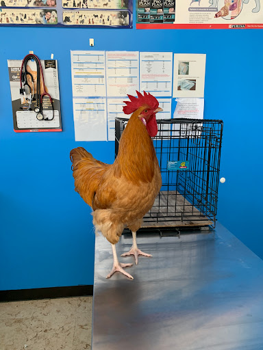 Veterinaria Ángel de Juárez 24 horas