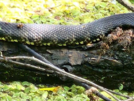 Maurepas Swamp Wildlife Management Area Nature Trail - Thumbnail