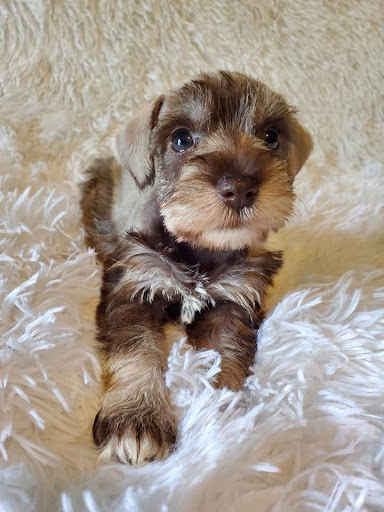 Lake Martin mini schnauzers and toy poodles - Thumbnail