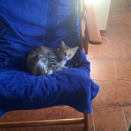 Ambulatorio Veterinario Ass.Dr.Panzeri Dr.Toffano Dr.Vimercati - Thumbnail