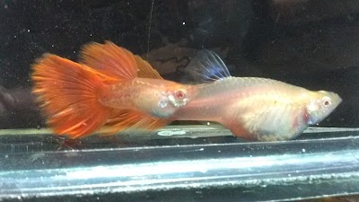Photos of rama Guppy Farm