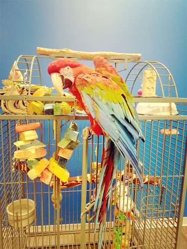 Parrots N Stuff - Thumbnail