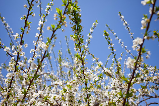 Agroturismo Es Quatre Cantons by null