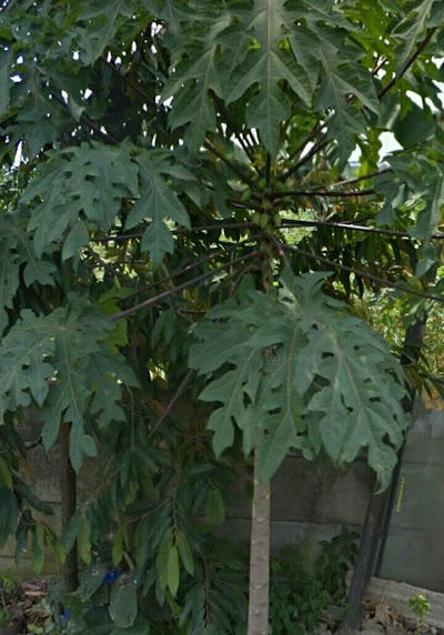 Photos of MUTIHA RESIDENCE