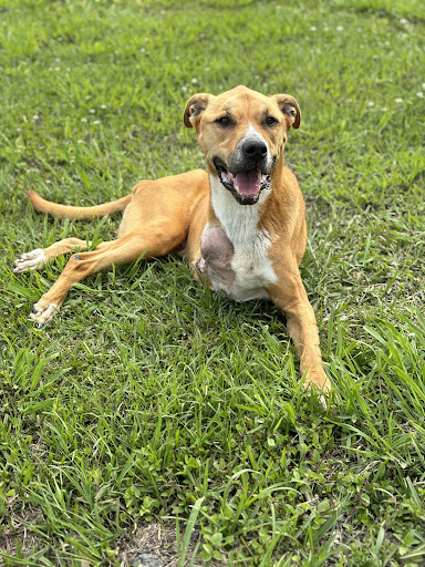 Livingston Parish Animal Shelter - Thumbnail
