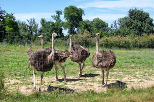 Photo n°17 de Ferme de l'Autruche Drômoise à Livron-sur-Drôme (Lodge)
