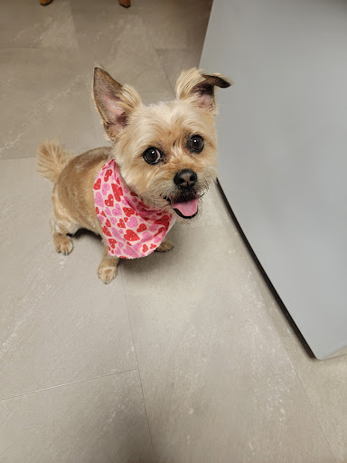 Paws & Relax Pet Spa - Thumbnail
