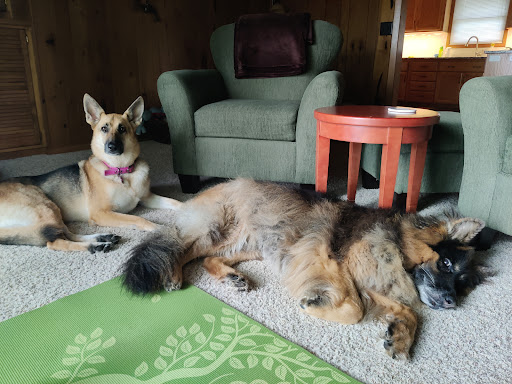 Dawson Veterinary Clinic - Thumbnail