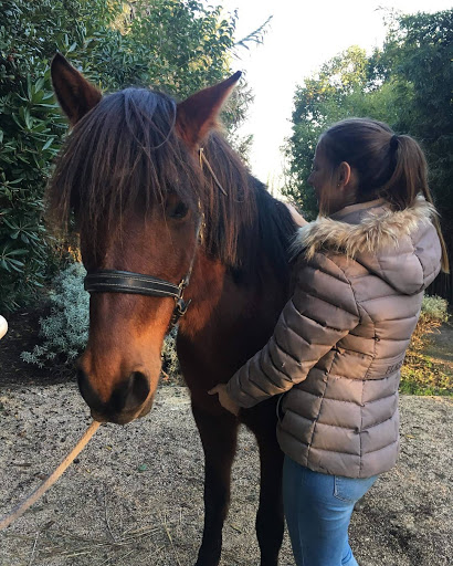 Pauline Dellieu - Ostéopathe pour Animaux Gallery - France