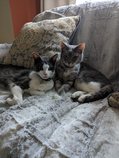 South Jersey Cat Clinic Gallery - United States