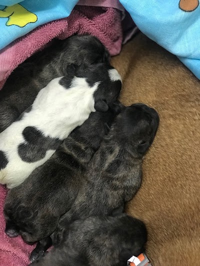 veterinary-care