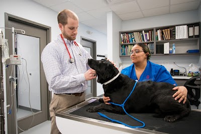 Avondale Animal Hospital