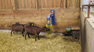 Photo n°10 de la Chevrerie du Bois à Saint-Laurent-des-Arbres (Marché traditionnel)