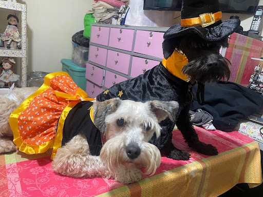 Veterinaria Dog Center