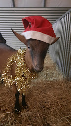 Photo n°10 de Les chèvres du Moutaret à Le Moutaret (Éleveur)