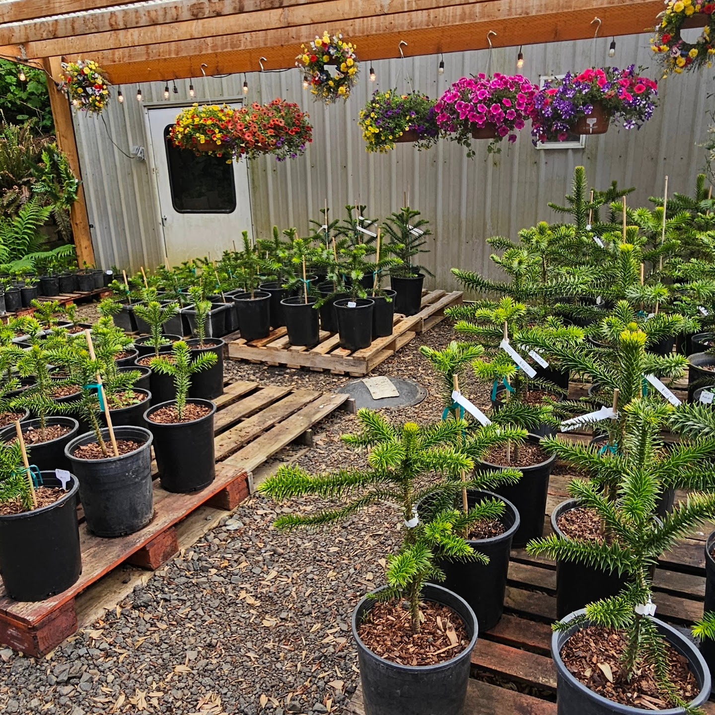 Anderson's Oregon Monkey Puzzle Tree Farm
