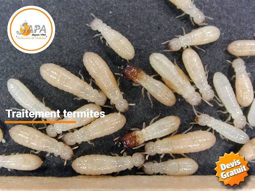 SAPA 65 - Traitement Bois Termites - Thumbnail