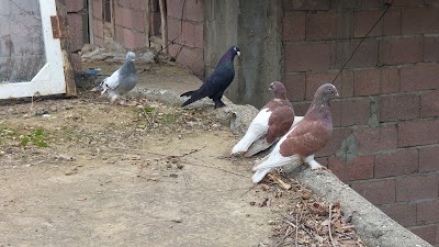Photos of Petrol Ofisi Primary School
