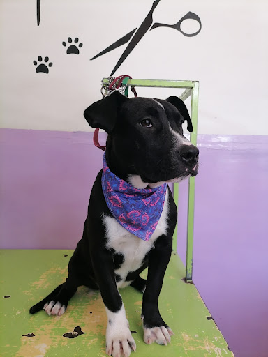 Clínica Veterinaria Abc - Thumbnail